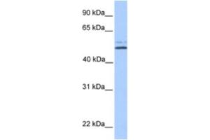 Western Blotting (WB) image for anti-Na+/H+ Exchanger Domain Containing 2 (NHEDC2) antibody (ABIN2463557)