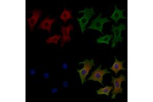 ABIN7094323 and ABIN7098370 staining HepG2 cells by IF/ICC. (KLC2 antibody  (Internal Region))
