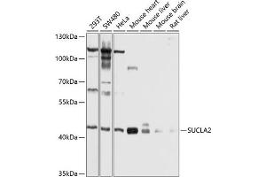 Western blot analysis of extracts of various cell lines, using SUCL antibody (ABIN6132955, ABIN6148688, ABIN6148689 and ABIN6214151) at 1:1000 dilution. (SUCLA2 antibody  (AA 1-180))