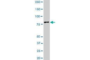 TTF2 antibody  (AA 2-100)