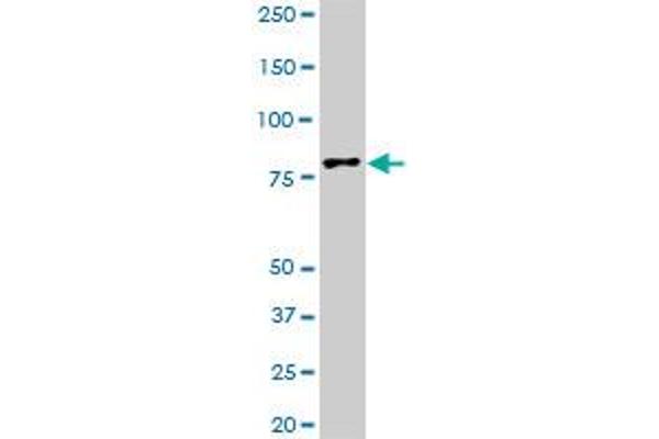 TTF2 antibody  (AA 2-100)