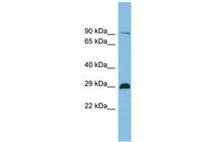 Image no. 1 for anti-Chromatin Target of PRMT1 (CHTOP) (AA 71-120) antibody (ABIN6745086) (CHTOP antibody  (AA 71-120))