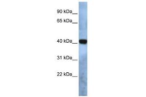 TMEM115 antibody used at 1 ug/ml to detect target protein. (TMEM115 antibody  (N-Term))