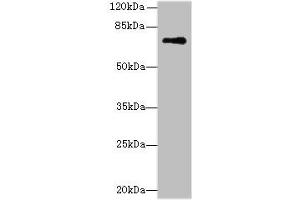Western blot All lanes: GLS antibody at 5 μg/mL + Mouse brain tissue Secondary Goat polyclonal to rabbit IgG at 1/10000 dilution Predicted band size: 74, 18, 66 kDa Observed band size: 74 kDa (Glutaminase antibody  (AA 616-669))
