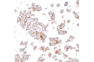 Immunocytochemistry (ICC) image for anti-Poliovirus Receptor-Related 2 (Herpesvirus Entry Mediator B) (PVRL2) (AA 50-100) antibody (ABIN7449542)