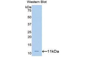 Western Blotting (WB) image for anti-Heterogeneous Nuclear Ribonucleoprotein A2/B1 (HNRNPA2B1) (AA 21-103) antibody (ABIN1172771) (HNRNPA2B1 antibody  (AA 21-103))