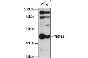 Western blot analysis of extracts of various cell lines, using TRIP13 antibody (ABIN7270823) at 1:1000 dilution. (TRIP13 antibody  (AA 1-120))