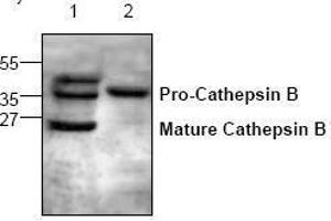 Image no. 1 for anti-Cathepsin B (CTSB) antibody (ABIN127046) (Cathepsin B antibody)