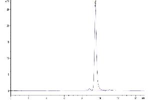 The purity of Mouse ANXA1 is greater than 95 % as determined by SEC-HPLC. (Annexin a1 Protein (AA 1-346) (His tag))