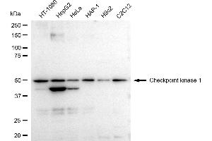 Western blotting analysis using Checkpoint kinase 1 antibody (ABIN7798034).