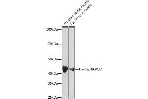 Western blot analysis of extracts of various cell lines, using Fbx32/FBOX32 Rabbit mAb (ABIN7267090) at 1:1000 dilution. (FBXO32 antibody)