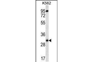 Western blot analysis in K562 cell line lysates (35ug/lane). (RPS4Y1 antibody  (AA 76-105))