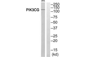 Western Blotting (WB) image for anti-Phosphoinositide-3-Kinase, Catalytic, gamma Polypeptide (PIK3CG) (Internal Region) antibody (ABIN1852676) (PIK3 gamma antibody  (Internal Region))