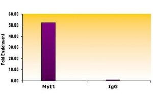 Suz12 antibody (mAb) tested by ChIP. (SUZ12 antibody)