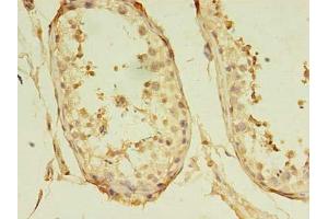 Immunohistochemistry of paraffin-embedded human testis tissue using ABIN7153277 at dilution of 1:100 (GKAP1 antibody  (AA 21-366))