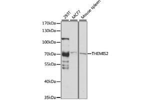 Western blot analysis of extracts of various cell lines, using THEMIS2 antibody (ABIN6291136) at 1:1000 dilution. (C1orf38 antibody)