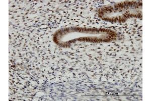 Immunostaining (ISt) image for anti-Transcription Factor AP-4 (Activating Enhancer Binding Protein 4) (TFAP4) (AA 93-192) antibody (ABIN563158)