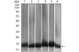 Western blot analysis using CCL2 mouse mAb against A549 (1), HeLa (2), Raw264.