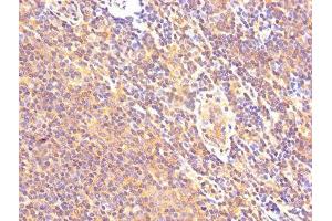 IHC image of ABIN7146551 diluted at 1:500 and staining in paraffin-embedded human lymph node tissue performed on a Leica BondTM system. (Calpastatin antibody  (AA 1-667))