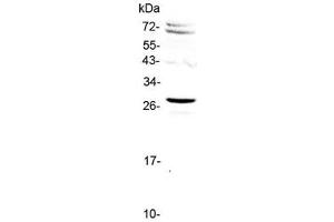 Western blot testing of human HeLa cell lysate with SIX6 antibody at 0. (SIX Homeobox 6 antibody)