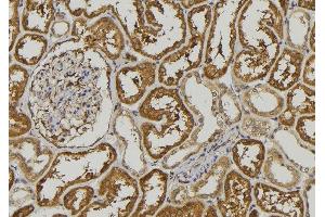 ABIN6278524 at 1/100 staining Mouse kidney tissue by IHC-P. (SEMA3A antibody  (C-Term))