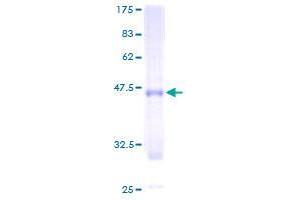 CLCF1 Protein (AA 29-225) (GST tag)