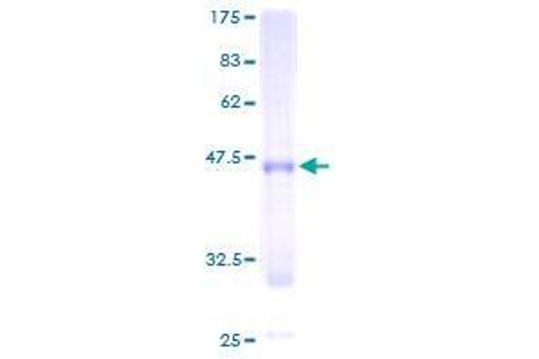 CLCF1 Protein (AA 29-225) (GST tag)