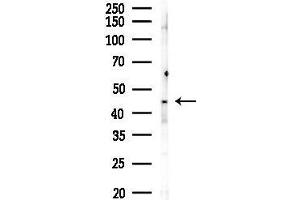 anti-G Protein-Coupled Receptor 137C (GPR137C) (Internal Region) antibody