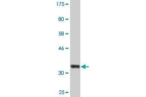 Western Blot detection against Immunogen (36. (Peroxiredoxin 4 antibody  (AA 51-150))
