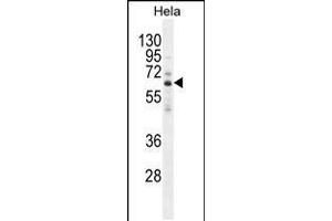 Western blot analysis in Hela cell line lysates (35ug/lane). (HYAL2 antibody  (C-Term))