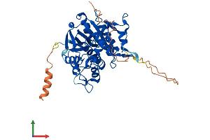 AlphaFold protein structure predicition of Human Recombinant ATG4A Protein, UniprotID Q8WYN0
