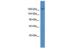 Image no. 1 for anti-ATP-Binding Cassette, Sub-Family C (CFTR/MRP), Member 2 (ABCC2) (AA 651-700) antibody (ABIN6746219) (ABCC2 antibody  (AA 651-700))