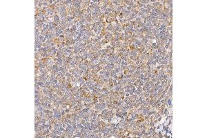 Immunohistochemistry of paraffin-embedded human tonsil using RPL26L1 antibody (ABIN7270000) at dilution of 1:50 (40x lens). (RPL26L1 antibody)