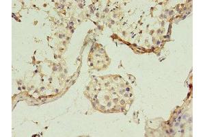 Immunohistochemistry of paraffin-embedded human testis tissue using ABIN7153819 at dilution of 1:100 (GGPS1 antibody  (AA 1-300))