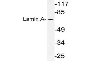 Western blot (WB) analysis of Lamin A antibody in extracts from HeLa cells. (Lamin A/C antibody)