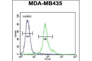TME Antibody (N-term) (ABIN651968 and ABIN2840477) flow cytometric analysis of MDA-M cells (right histogram) compared to a negative control cell (left histogram). (EMC3 antibody  (N-Term))