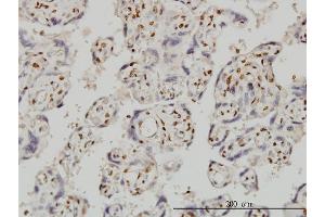 Immunoperoxidase of monoclonal antibody to FOXR2 on formalin-fixed paraffin-embedded human placenta. (FOXR2 antibody  (AA 1-311))