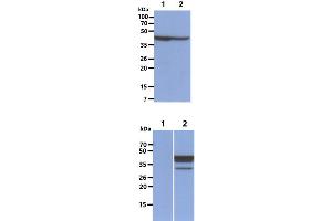 The Cell lysates (40ug) were resolved by SDS-PAGE, transferred to PVDF membrane and probed with anti-human FUS2 antibody (1:1000).