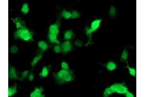 Image no. 2 for anti-Phosphomevalonate Kinase (PMVK) antibody (ABIN1500302) (PMVK antibody)