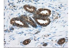Immunohistochemistry (IHC) image for anti-Acetyl-CoA Acetyltransferase 2 (ACAT2) antibody (ABIN1496401) (ACAT2 antibody)