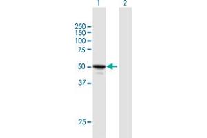 MINA antibody  (AA 1-465)