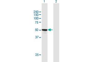 Western Blot analysis of MINA expression in transfected 293T cell line by MINA MaxPab polyclonal antibody. (MINA antibody  (AA 1-465))