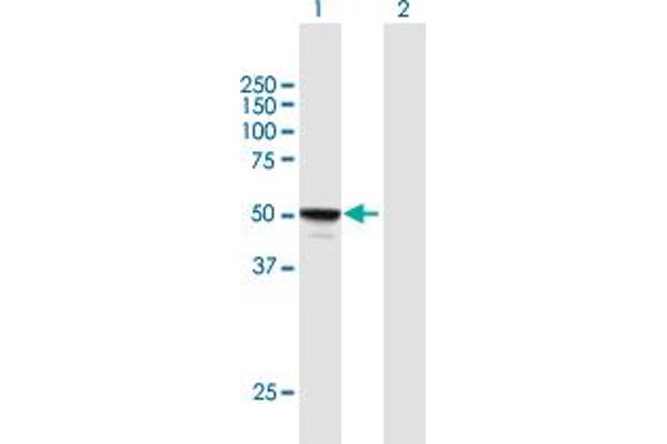 MINA Antikörper  (AA 1-465)