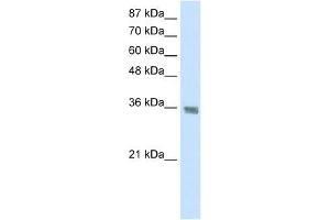 HNRPA1 antibody used at 1. (HNRNPA1 antibody  (C-Term))