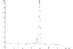 Size-exclusion chromatography-High Pressure Liquid Chromatography (SEC-HPLC) image for Killer Cell Lectin-Like Receptor Subfamily B, Member 1 (KLRB1) (AA 67-225) protein (Fc Tag) (ABIN7274074)