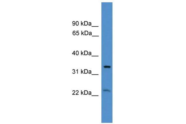 COX18 antibody  (Middle Region)