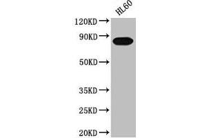 Western Blot Positive WB detected in: HL60 whole cell lysate All lanes: PREP antibody at 1:2000 Secondary Goat polyclonal to rabbit IgG at 1/50000 dilution Predicted band size: 81 kDa Observed band size: 81 kDa