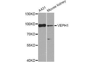 Western blot analysis of extracts of various cell lines, using VEPH1 Antibody (ABIN5974616) at 1/1000 dilution. (VEPH1 antibody)