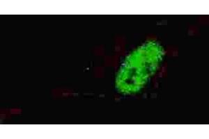 Immunofluorescence (IF) image for anti-Msh Homeobox 1 (MSX1) antibody (ABIN3000816) (MSX1 antibody)