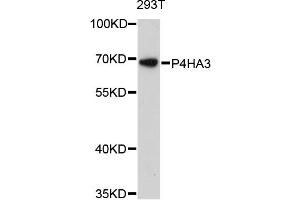 Western blot analysis of extracts of 293T cells, using P4HA3 antibody. (P4HA3 antibody)